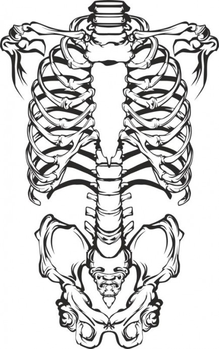 Скелет карандашом скелет эскиз скелет рисунок скелет анатомия скелет