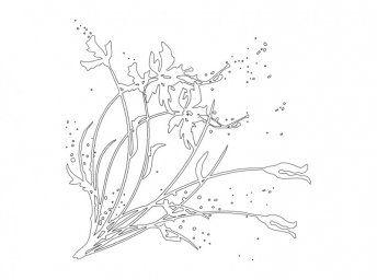 Скачать dxf - Зарисовки растений растения иллюстрация цветы бриопсис рисунок растение