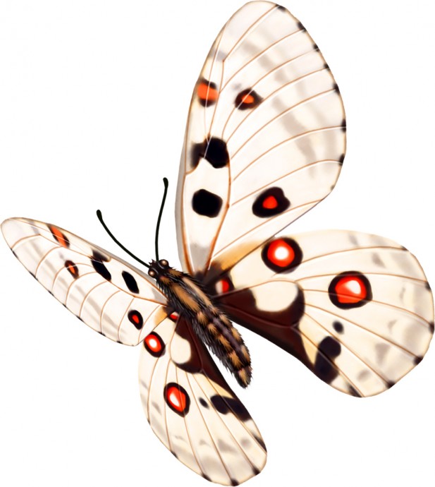Бабочки бабочка аполлон раскраска аполлон бабочка бабочка клипарт на прозрачном фоне бабочки на про