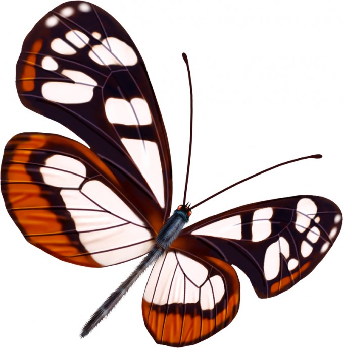 Бабочки бабочка клипарт бабочки прозрачные бабочка мотылек летающие бабочки