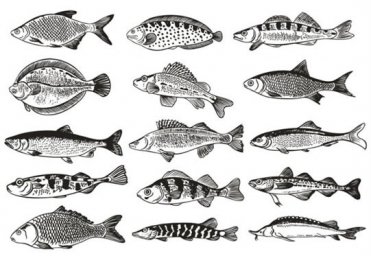 Рыбы промысловая рыба рисунки озерной рыбы векторные изображения пресноводные рыбы