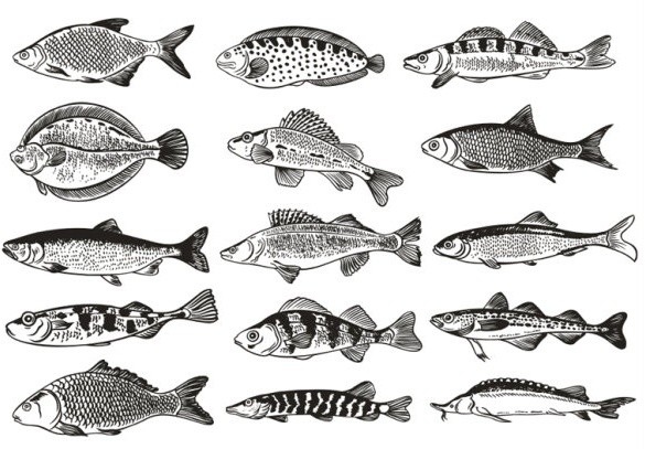 Рыбы промысловая рыба много рыб вектор рисунки озерной рыбы рыба