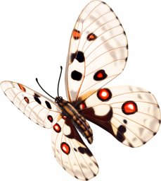 Бабочки бабочка аполлон раскраска аполлон бабочка бабочка клипарт на прозрачном фоне бабочки на про