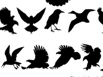 Птица силуэт силуэты птиц в полете с названиями летящий ворон