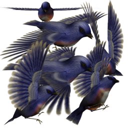 Птицы красивые птицы летающие птицы птицы животные графика птицы