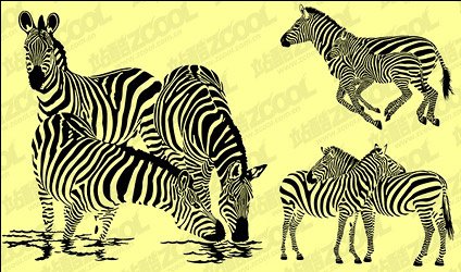 Зебра зебра графика зебра картина зебра вектор зебра черно