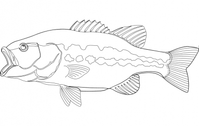 Скачать dxf - Рыба контурный рисунок раскраски плоские рыбы рыба рисунок