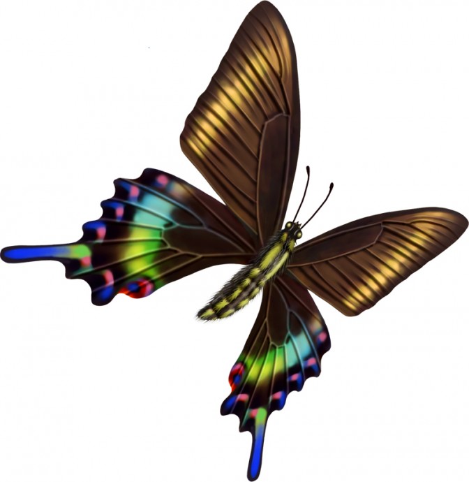 Бабочки бабочка мотылек красивые бабочки бабочки декоративные бабочки прозрачные