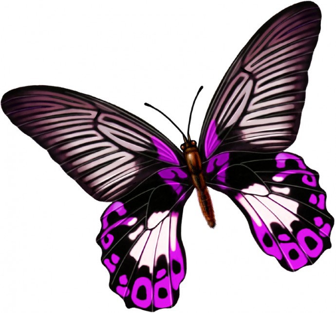 Фиолетовая бабочка бабочки красивые бабочки бабочка без фона клипарт бабочки