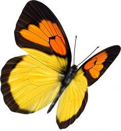 Желтые бабочки бабочки бабочки желтые для печати растровые бабочки бабочка сбоку