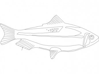 Скачать dxf - Схема рыбы рисунок лосося тело рыбы рыбы пелагические
