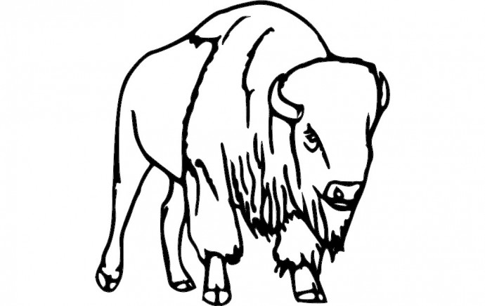 Скачать dxf - Зубр разукрашка раскраска буйвол горный зубр раскраска раскраска