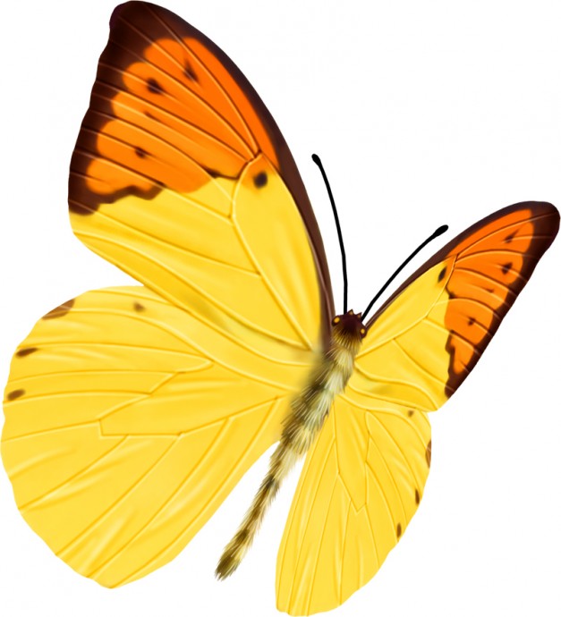 Бабочка желтая бабочка клипарт бабочка бабочка прозрачный фон желтая бабочка на белом фоне
