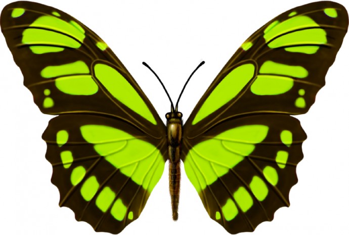 Зеленая бабочка бабочка красивые бабочки бабочка клипарт бабочка рисунок