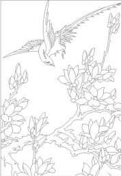 Раскраски красивые птицы цветочный рисунок контурные рисунки эскизы для выжигания