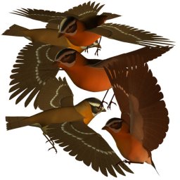 Птицы птица иллюстрация воробьинообразные птицы клипарт птичка птичка