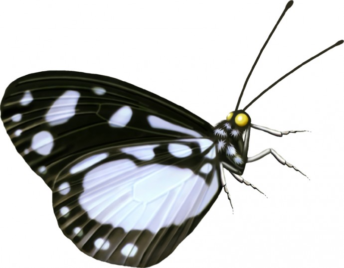 Бабочка бабочка насекомое бабочка мотылек бабочка летит бабочка клипарт