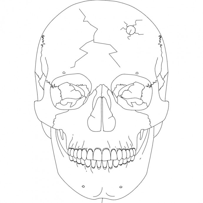 Скачать dxf - Череп анатомия распечать череп анатомический рисунок череп рисунок