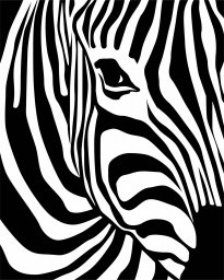 Зебра черно белая зебра узор зебра зебра картина рисунок зебры