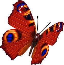 Бабочка рисунок бабочки летающие бабочки бабочки красные цветные красивая бабочка