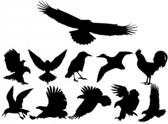 Силуэт птицы силуэты птиц в полете с названиями силуэт птицы