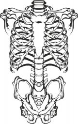 Скелет карандашом скелет эскиз скелет рисунок скелет анатомия скелет