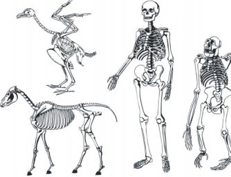Скелет человека и животных скелет скелет человека и животного легкий