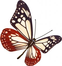 Бабочка клипарт бабочка бабочка мотылек бабочки прозрачные бабочка рисунок