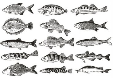 Рыбы промысловая рыба много рыб вектор рисунки озерной рыбы рыба