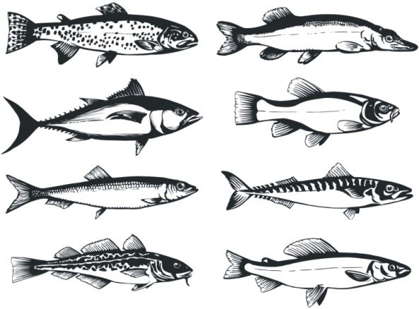 Векторные изображения пресноводные рыбы векторная рыба рыбы рыба графика промысловые