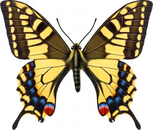 Бабочка махаон бабочка бабочка рисунок махаон бабочка махаон на белом фоне