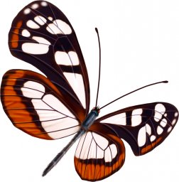 Бабочки бабочка клипарт бабочки прозрачные бабочка мотылек летающие бабочки