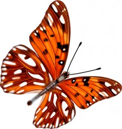 Бабочка оранжевая бабочка на прозрачном фоне бабочки красивые оранжевая бабочка монарх бабочка