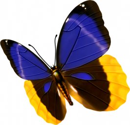 Бабочка бабочка синяя бабочка на белом бабочка синяя с желтым голубая бабочка