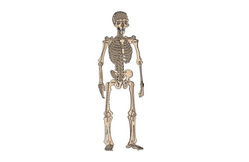 Скачать dxf - Скелет человека скелет человеческий скелет скелет без надписей