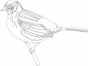 Скачать dxf - Воробей рисунок простым карандашом раскраски с птицами раскраска