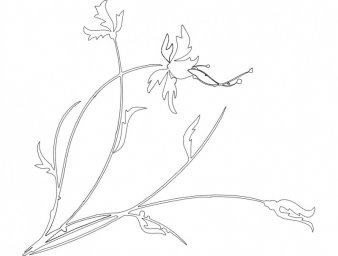Скачать dxf - Рисунки растений ботанические рисунки растений зарисовки растений силуэт