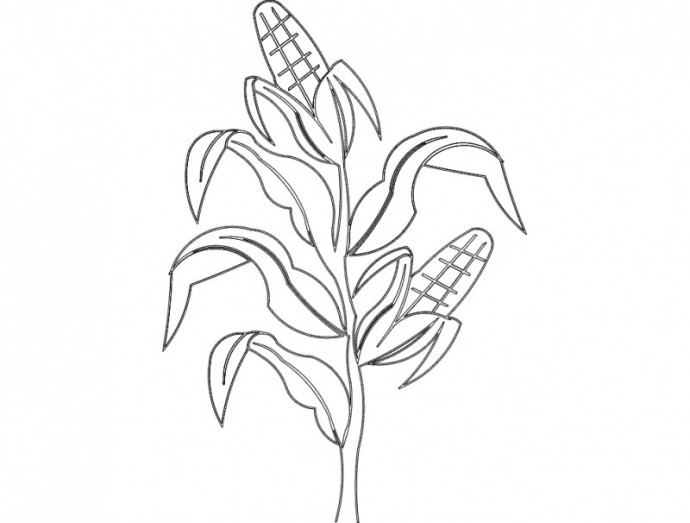 Скачать dxf - Кукуруза растение раскраска раскраска кукуруза рисунки для раскрашивания