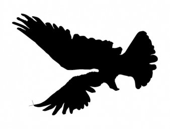Скачать dxf - Птица силуэт трафареты птиц ястреб силуэт силуэты хищных
