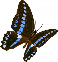 Бабочка клипарт бабочка красивые бабочки живая бабочка без фона бабочка рисунок