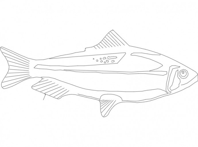 Скачать dxf - Схема рыбы рисунок лосося тело рыбы рыбы пелагические