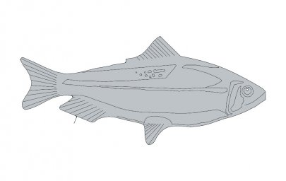 Скачать dxf - Рыба тело рыбы форель рыба