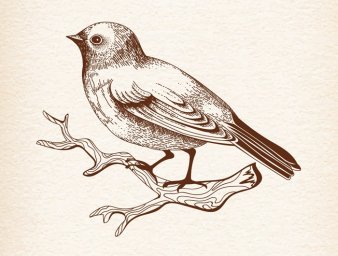 Птицы в графике птичка на ветке для гравировки птицы птица