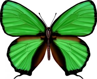 Салатовая бабочка бабочка зеленая бабочки бабочка зеленого цвета бабочка на белом