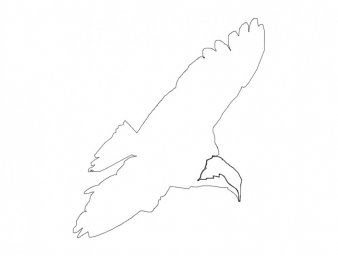 Скачать dxf - Контур птицы для вырезания шаблоны летящих птиц для