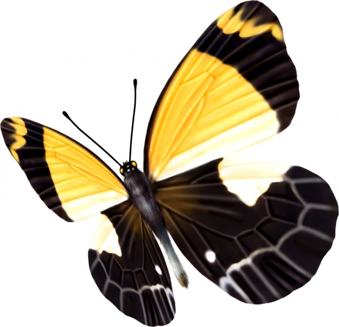 Бабочки бабочка на белом фоне красивые бабочки бабочка желтая бабочка прозрачный фон