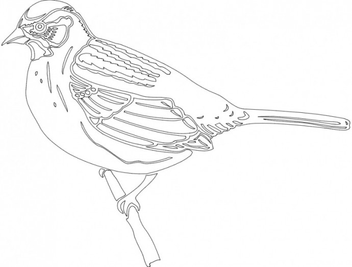 Скачать dxf - Воробей рисунок простым карандашом воробей разукрашка раскраска птицы