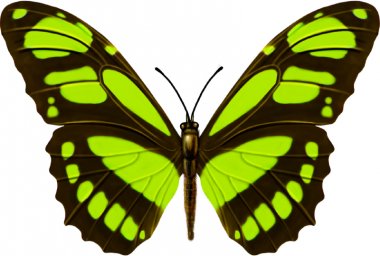 Зеленая бабочка бабочка красивые бабочки бабочка клипарт бабочка рисунок