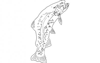 Скачать dxf - Рыба лосось раскраска рыбы раскраска реалистичная раскраска рыба