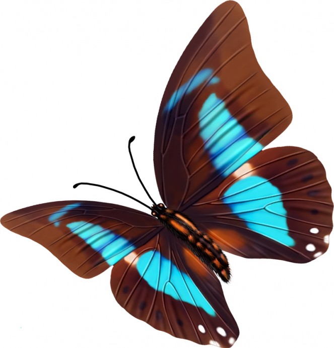 Бабочка бабочки на белом фоне бабочка на белом голубая бабочка клипарт бабочки